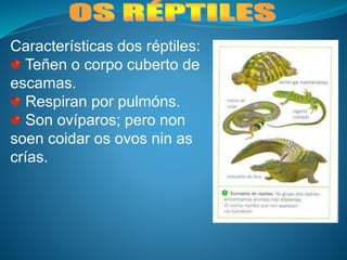 Características dos réptiles:
Teñen o corpo cuberto de
escamas.
Respiran por pulmóns.
Son ovíparos; pero non
soen coidar os ovos nin as
crías.
 
