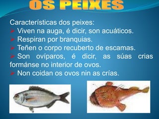 Características dos peixes:
 Viven na auga, é dicir, son acuáticos.
 Respiran por branquias.
 Teñen o corpo recuberto de escamas.
 Son ovíparos, é dicir, as súas crias
formánse no interior de ovos.
 Non coidan os ovos nin as crías.
 