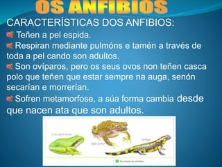 CARACTERÍSTICAS DOS ANFIBIOS:
Teñen a pel espida.
Respiran mediante pulmóns e tamén a través de
toda a pel cando son adultos.
Son ovíparos, pero os seus ovos non teñen casca
polo que teñen que estar sempre na auga, senón
secarían e morrerían.
Sofren metamorfose, a súa forma cambia desde
que nacen ata que son adultos.
 