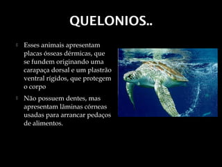 QUELONIOS..
   Esses animais apresentam
    placas ósseas dérmicas, que
    se fundem originando uma
    carapaça dorsal e um plastrão
    ventral rígidos, que protegem
    o corpo
   Não possuem dentes, mas
    apresentam lâminas córneas
    usadas para arrancar pedaços
    de alimentos.
 