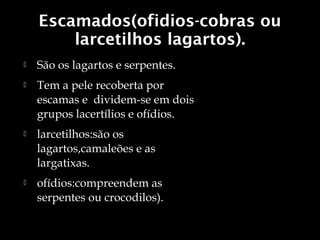 Escamados(ofidios-cobras ou
        larcetilhos lagartos).
   São os lagartos e serpentes.
   Tem a pele recoberta por
    escamas e dividem-se em dois
    grupos lacertílios e ofídios.
   larcetilhos:são os
    lagartos,camaleões e as
    largatixas.
   ofídios:compreendem as
    serpentes ou crocodilos).
 