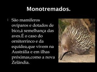 Monotremados.
   São mamíferos
    ovíparos e dotados de
    bico,á semelhança das
    aves.É o caso do
    ornitorrinco e da
    equídea,que vivem na
    Austrália e em ilhas
    próximas,como a nova
    Zelândia.
 