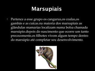 Marsupiais
   Pertence a esse grupo os cangurus,os coalas,os
    gambás e as cuícas.na maioria dos marsupiais as
    glândulas mamarias localizam numa bolsa chamada
    marsúpio.depois do nascimento que ocorre um tanto
    precocemente,os filhotes vivem algum tempo dentro
    do marsúpio até completar seu desenvolvimento.
 