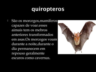 quiropteros
   São os morcegos,mamíferos
    capazes de voar.esses
    aimais tem os mebros
    anteriores transformados
    em asas.Os morcegos voam
    durante a noite,durante o
    dia permanecem em
    repouso geralmente
    escuros como cavernas.
 