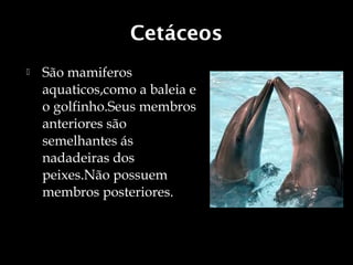 Cetáceos
   São mamiferos
    aquaticos,como a baleia e
    o golfinho.Seus membros
    anteriores são
    semelhantes ás
    nadadeiras dos
    peixes.Não possuem
    membros posteriores.
 