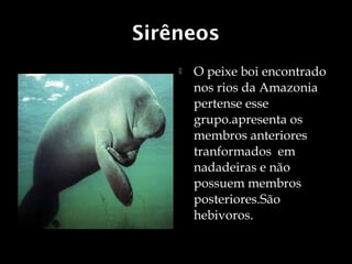 Sirêneos
       O peixe boi encontrado
        nos rios da Amazonia
        pertense esse
        grupo.apresenta os
        membros anteriores
        tranformados em
        nadadeiras e não
        possuem membros
        posteriores.São
        hebivoros.
 