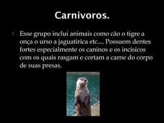 Carnivoros.
   Esse grupo inclui animais como cão o tigre a
    onça o urso a jaguatirica etc.... Possuem dentes
    fortes especialmente os caninos e os incisicos
    com os quais rasgam e cortam a carne do corpo
    de suas presas.
 