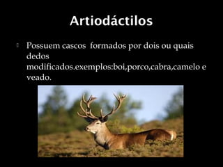 Artiodáctilos
   Possuem cascos formados por dois ou quais
    dedos
    modificados.exemplos:boi,porco,cabra,camelo e
    veado.
 