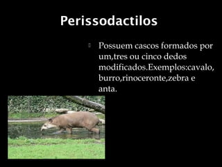 Perissodactilos
       Possuem cascos formados por
        um,tres ou cinco dedos
        modificados.Exemplos:cavalo,
        burro,rinoceronte,zebra e
        anta.
 