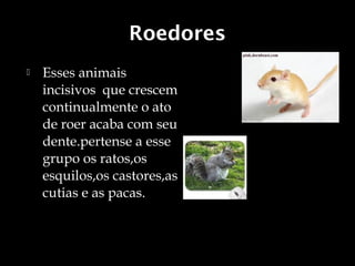 Roedores
   Esses animais
    incisivos que crescem
    continualmente o ato
    de roer acaba com seu
    dente.pertense a esse
    grupo os ratos,os
    esquilos,os castores,as
    cutias e as pacas.
 