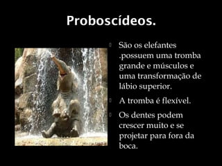 Proboscídeos.
         São os elefantes
          .possuem uma tromba
          grande e músculos e
          uma transformação de
          lábio superior.
         A tromba é flexível.
         Os dentes podem
          crescer muito e se
          projetar para fora da
          boca.
 