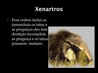 Xenartros
   Essa ordem inclui os
    tamanduás os tatus e
    as preguiças.eles tem
    dentição incompleta
    as preguiça e os tatua
    possuem molares.
 
