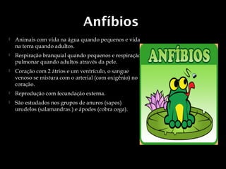 Anfíbios
   Animais com vida na água quando pequenos e vida
    na terra quando adultos.
   Respiração branquial quando pequenos e respiração
    pulmonar quando adultos através da pele.
   Coração com 2 átrios e um ventrículo, o sangue
    venoso se mistura com o arterial (com oxigênio) no
    coração.
   Reprodução com fecundação externa.
   São estudados nos grupos de anuros (sapos)
    urudelos (salamandras ) e ápodes (cobra cega).
 