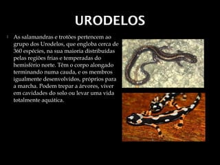 URODELOS
   As salamandras e trotões pertencem ao
    grupo dos Urodelos, que engloba cerca de
    360 espécies, na sua maioria distribuídas
    pelas regiões frias e temperadas do
    hemisfério norte. Têm o corpo alongado
    terminando numa cauda, e os membros
    igualmente desenvolvidos, próprios para
    a marcha. Podem trepar a árvores, viver
    em cavidades do solo ou levar uma vida
    totalmente aquática.
 