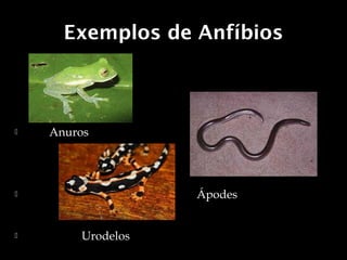 Exemplos de Anfíbios



   Anuros




                  Ápodes


       Urodelos
 