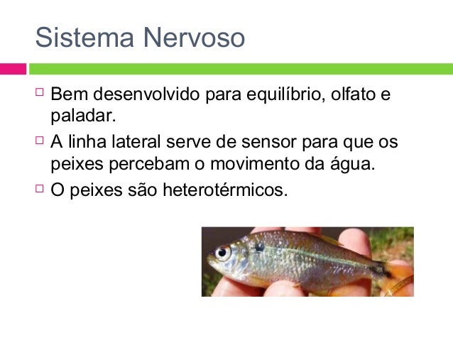 Resultado de imagem para sistema nervoso dos peixes