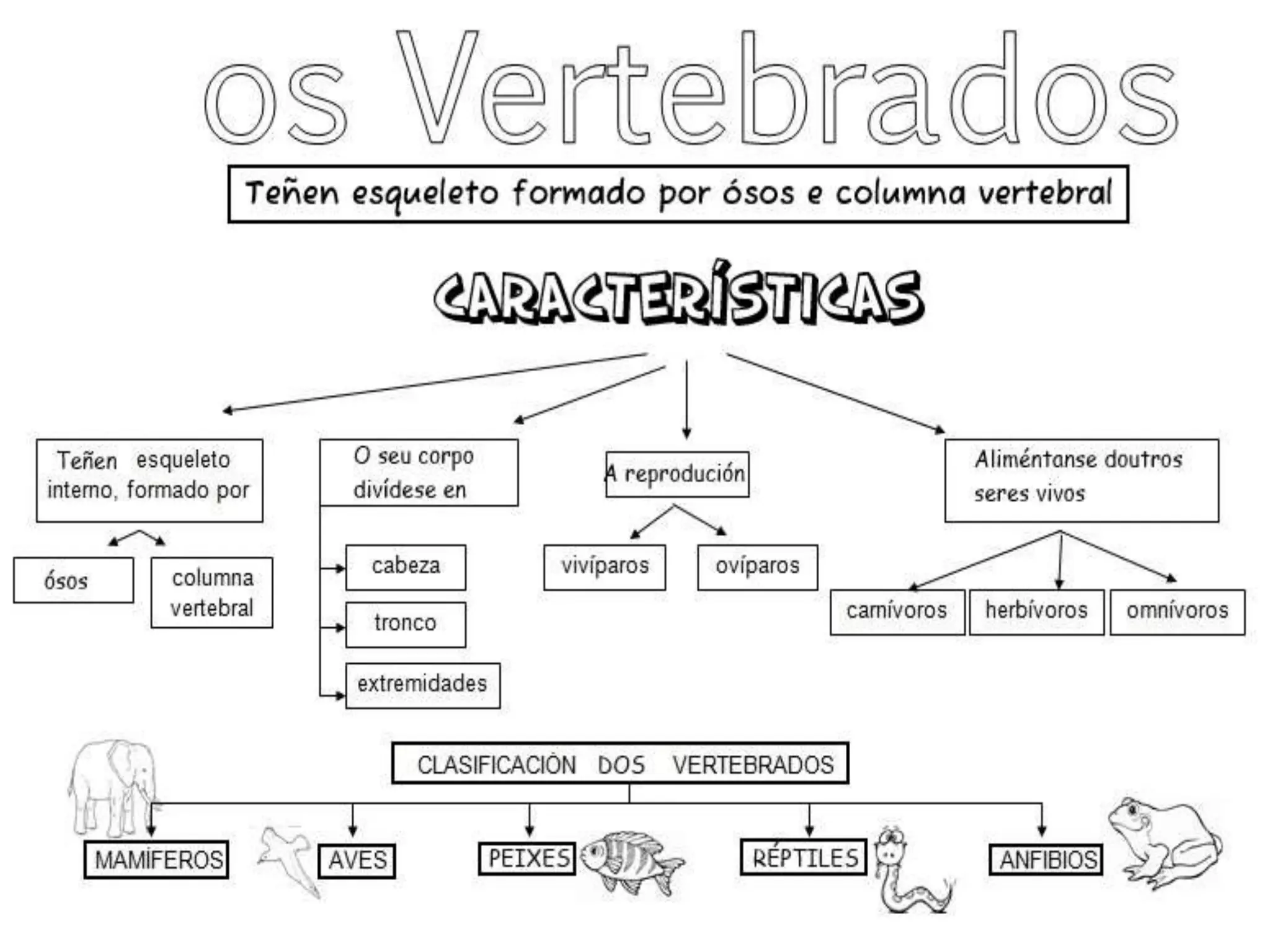 Quais São Os 5 Principais Grupos De Vertebrados? – HQYNAM