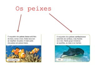 Os peixes
 