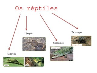Os réptiles
Lagartos
Serpes Tartarugas
Cocodrilos
 