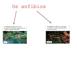 Os anfibios
 