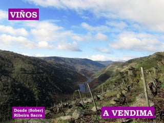 VIÑOS 
Doade (Sober) 
Ribeira Sacra A VENDIMA 
 