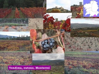 Vendima, outono, Monterrei 
 