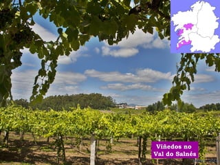 Viñedos no 
Val do Salnés 
 