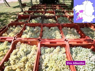 Uva Albariño 
 