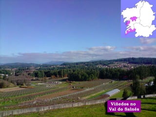 Viñedos no 
Val do Salnés 
 