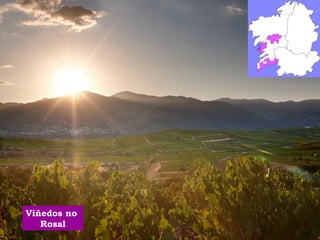 Viñedos no 
Rosal 
 