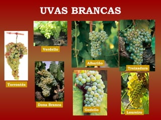 UVAS BRANCAS 
Torrontés 
Verdello 
Dona Branca 
Albariño 
Godello 
Treixadura 
Loureiro 
 