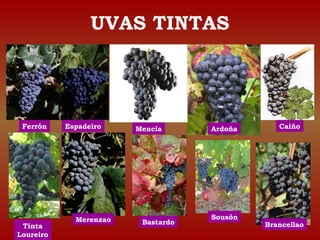 UVAS TINTAS 
Ferrón Espadeiro Mencía Ardoña Caíño 
Tinta 
Loureiro 
Merenzao Bastardo Sousón 
Brancellao 
 