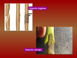 Inxerta inglesa 
Inxerta omega 
 