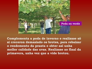 Poda en verde 
Complementa a poda de inverno e realízase só 
si creceron demasiado os brotes, para rebaixar 
o rendemento da pranta e obter así unha 
mellor calidade das uvas. Realízase ao final da 
primavera, unha vez que a vide brotou. 
 