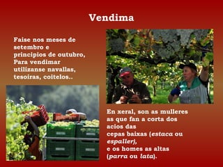 Faise nos meses de 
setembro e 
principios de outubro, 
Para vendimar 
utilízanse navallas, 
tesoiras, coitelos.. 
Vendima...
