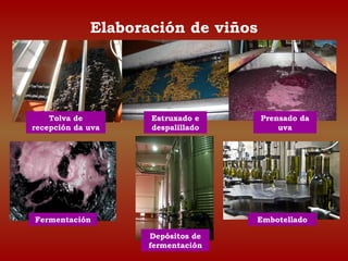 Elaboración de viños 
Tolva de 
recepción da uva 
Estruxado e 
despalillado 
Prensado da 
uva 
Fermentación 
Depósitos de 
fermentación 
Embotellado 
 