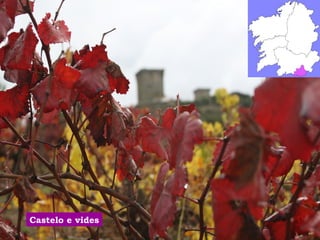 Castelo e vides 
 