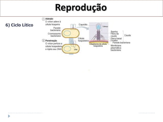 Reprodução
6) Ciclo Lítico
 