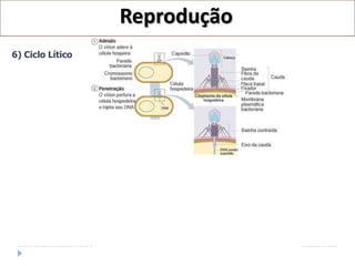 Reprodução
6) Ciclo Lítico
 