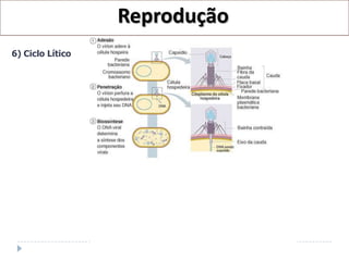 Reprodução
6) Ciclo Lítico
 