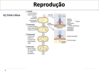 Reprodução
6) Ciclo Lítico
 