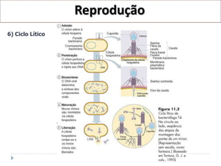 Reprodução
6) Ciclo Lítico
 