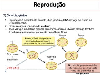 Reprodução
7) Ciclo Lisogênico
 1. O processo é semelhante ao ciclo lítico, porém o DNA do fago se insere ao
    DNA bacteriano.
 2. O vírus é agora chamado de profago.
 3. Toda vez que a bactéria replicar seu cromossomo o DNA do profago também
    é replicado, permanecendo latente nas células filhas.
                                                        Genoma            Genoma
                                                         viral             viral
                   Porém, o DNA viral pode ser
                    removido do cromossomo
                 bacteriano e iniciar um ciclo lítico




  Cromossom
      o                                      Genoma
  bacteriano                                  viral

                                                                 No ciclo lisogênico as células
  Ciclo Lítico                                                   não morrem e os vírus neste
                                                                   caso são chamados de
                                                                         temperados.
 