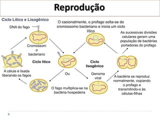 Reprodução
Ciclo Lítico e Lisogênico
                                         O casionalmente, o profago solta-se do
    DNA do fago                         cromossomo bacteriano e inicia um ciclo
                                                         lítico              As sucessivas divisões
                                                                              celulares geram uma
                                                                             população de bactérias
                Cromossom                                                    portadoras do profago
                    o
                bacteriano

                      Ciclo lítico                           Ciclo
                                                          lisogênico
  A célula é lisada
liberando os fagos                           Ou                Genoma
                                                                viral    A bactéria se reproduz
                                                                         normalmente, copiando
                                                                                o profago e
                                     O fago multiplica-se na                transmitindo-o às
                                      bactéria hospedeira                      células-filhas
 