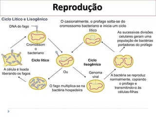 Reprodução
Ciclo Lítico e Lisogênico
                                            O casionalmente, o profago solta-se do
    DNA do fago                            cromossomo bacteriano e inicia um ciclo
                                                            lítico
                                                                            As sucessivas divisões
                                                                             celulares geram uma
                                                                            população de bactérias
                Cromossom                                                   portadoras do profago
                    o
                bacteriano

                      Ciclo lítico                            Ciclo
                                                           lisogênico
  A célula é lisada
liberando os fagos                           Ou                Genoma
                                                                viral   A bactéria se reproduz
                                                                        normalmente, copiando
                                                                               o profago e
                                     O fago multiplica-se na
                                                                           transmitindo-o às
                                      bactéria hospedeira
                                                                              células-filhas
 