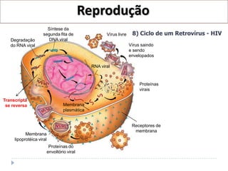 Reprodução
                       Síntese da
                     segunda fita de                   Vírus livre    8) Ciclo de um Retrovírus - HIV
   Degradação          DNA viral
   do RNA viral                                                      Vírus saindo
                                                                     e sendo
                                                                     envelopados

                                                RNA viral



                                                                          Proteínas
                                                                          virais

Transcripta
 se reversa                        Membrana
                                   plasmática


                                                                      Receptores de
                                                                       membrana
           Membrana
     lipoprotéica viral
                           Proteínas do
                          envoltório viral
 