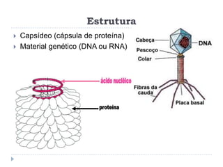 Estrutura
   Capsídeo (cápsula de proteína)
   Material genético (DNA ou RNA)
 