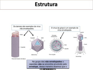 Estrutura


Os demais são exemplos de vírus
      não envelopados.                  O vírus da gripe é um exemplo de
                                                vírus envelopado.




                Dessa grupovírus vírusenvelopados o por
                    Podemos classificar os vírus formas
                    No maneira, o de diferentes em dois
                     Existem dos envelope é formado
                     No grupo dos não envelopados o
                umagrandes da se encontra citoplasmática
                 capsídeo não membrana envolvido pelo
                  capsídeo é grupos: o grupopoliédricos, é
                    geométricas (helicoidais, dos vírus
                     porção coberto pelo envelope que
                 Envelopados e o o hospedeira.
                 envelope, dessa maneira dizemos que o
                  formado quando dos não exocitado da
                         icosaédricos, cilíndricos...)
                            da célula vírus é Envelopados.
                             célula hospedeira.
                                 vírus é nu.
 