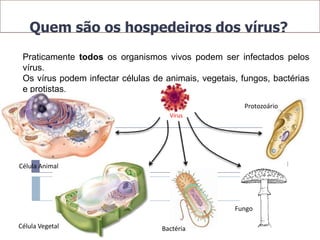 Quem são os hospedeiros dos vírus?
 Praticamente todos os organismos vivos podem ser infectados pelos
 vírus.
 Os vírus podem infectar células de animais, vegetais, fungos, bactérias
 e protistas.
                                                       Protozoário
                                     Vírus




Célula Animal




                                                     Fungo

Célula Vegetal                     Bactéria
 