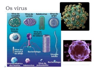 Os vírus
 